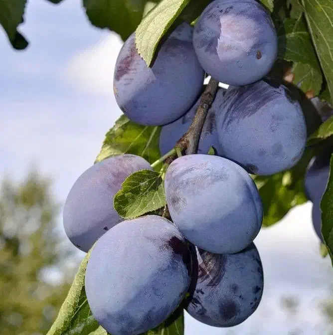 نهال آلو توسرخ|خدمات باغبانی و درختکاری|فومن, |دیوار