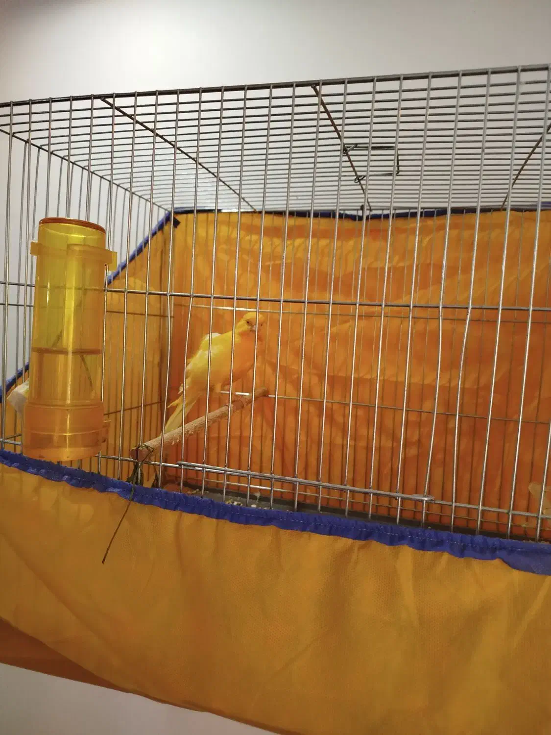 قناری پرتقالی بزرگ بسیار سالم نرباقفس|پرنده|ساوه, |دیوار