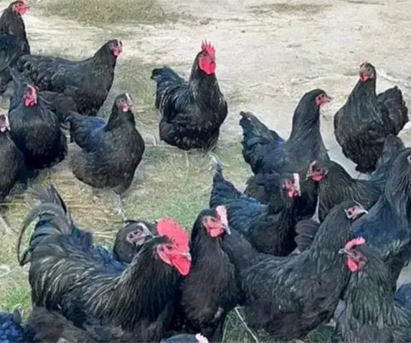 مرغ تخمی جوان محلی|حیوانات مزرعه|فردوس (خراسان), |دیوار