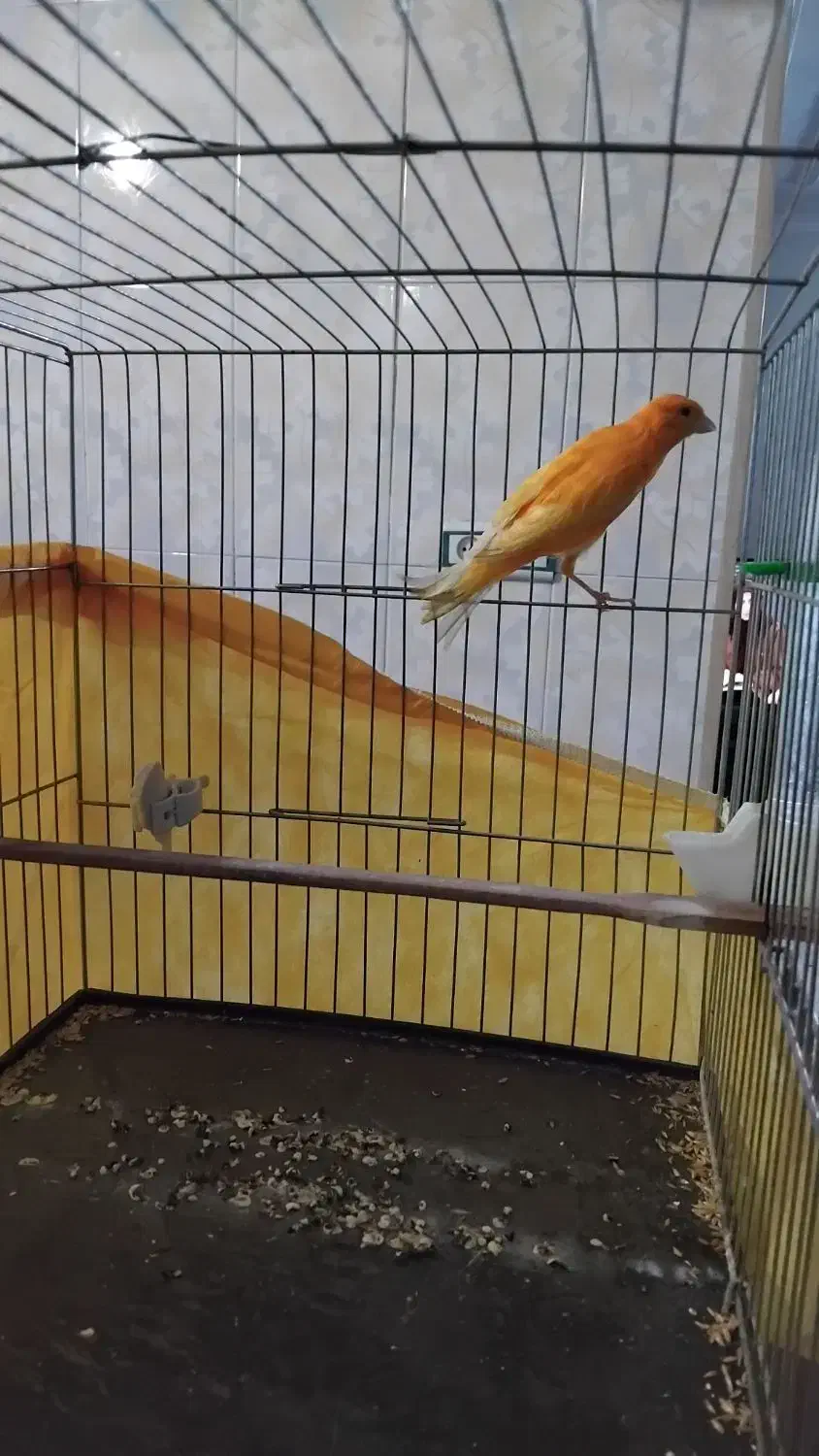 قناری پرتقالی|پرنده|محمدیه-قزوین, |دیوار