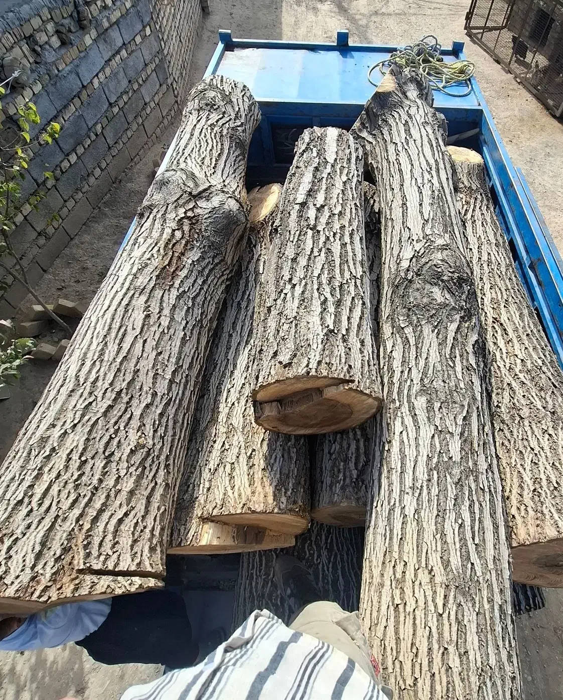 دررخت و چب چوب تیر خشک|خدمات باغبانی و درختکاری|کمیجان, |دیوار