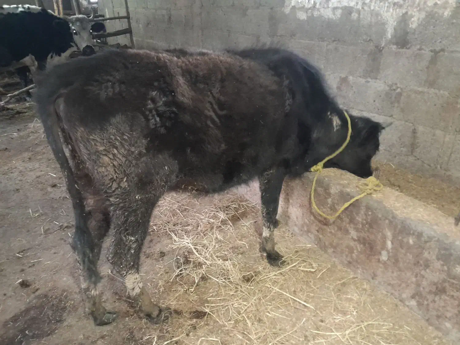 لیشه دورگ|حیوانات مزرعه|رشت, حومه رشت|دیوار