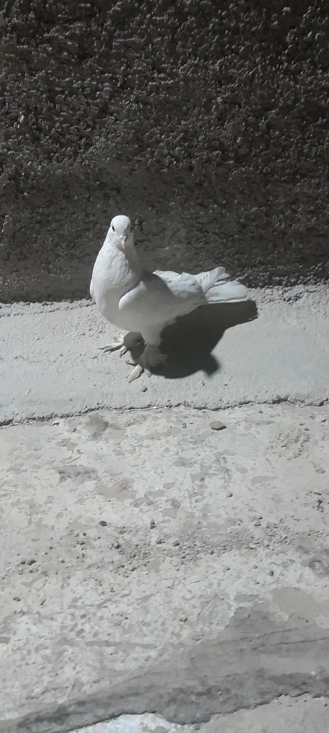 مرغ عشق|پرنده|شاهرود, |دیوار