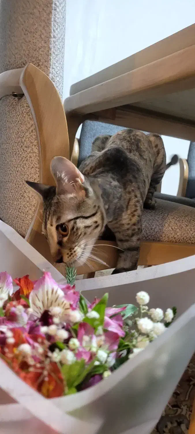 واگذاری گربه ماده خونگی|گربه|تهران, دهونک|دیوار