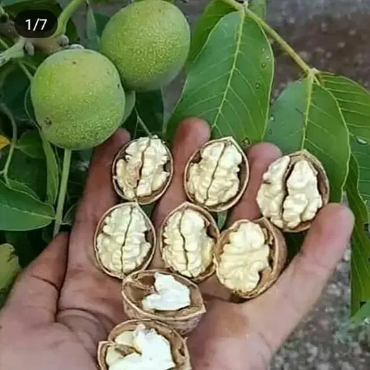 نهالستان همیشه سبز|خدمات باغبانی و درختکاری|نسیم‌شهر, |دیوار