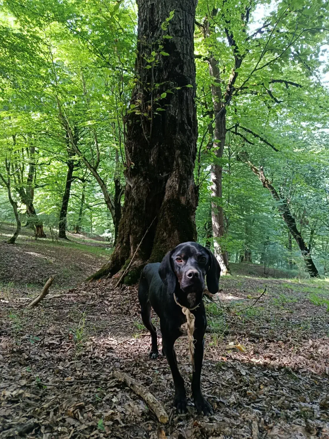 انگلیس المان|سگ|دوزین, |دیوار