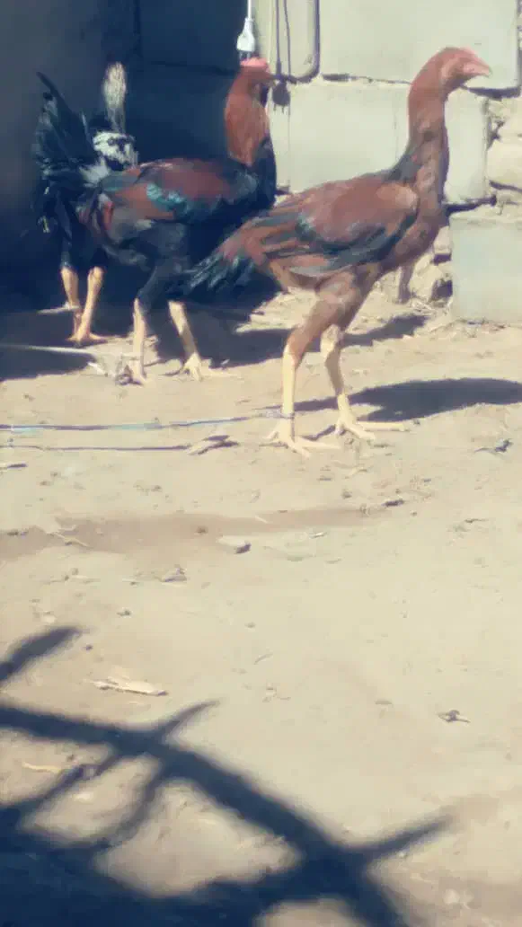 خروس لاری|حیوانات مزرعه|هامون, |دیوار