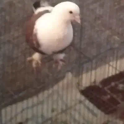 کبوتر کفتر کلاغ کربلایی کله سفید|پرنده|چابهار, |دیوار