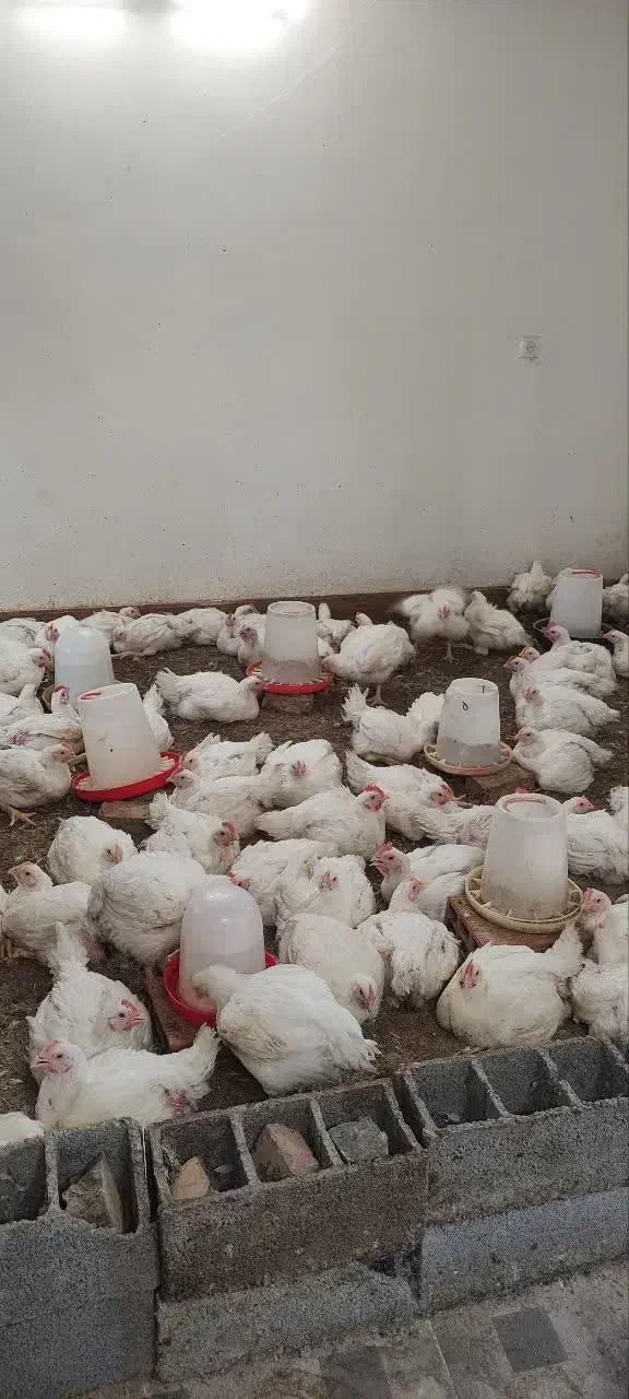 مرغ گوشتی ارگانیک|حیوانات مزرعه|زرگرشهر, |دیوار