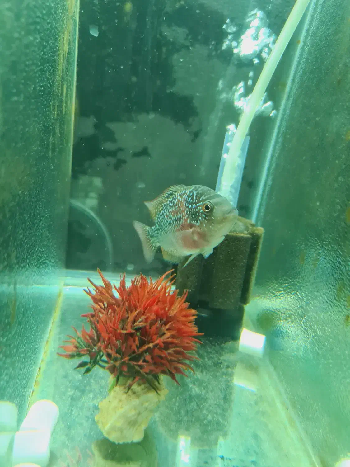 دو عدد کانفا بلو و رد|ماهی|ری, دولتآباد|دیوار