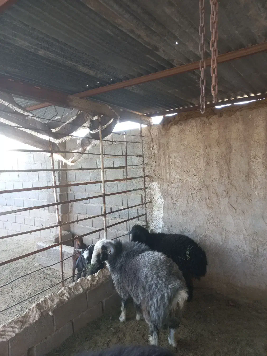 کوهه قوچ|حیوانات مزرعه|شیراز, کوشک میدان|دیوار