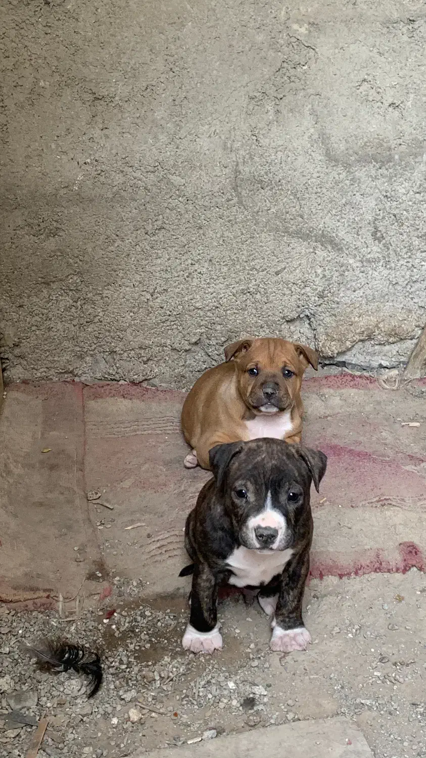 سگ پیتبول|سگ|رباطکریم, رباطکریم|دیوار