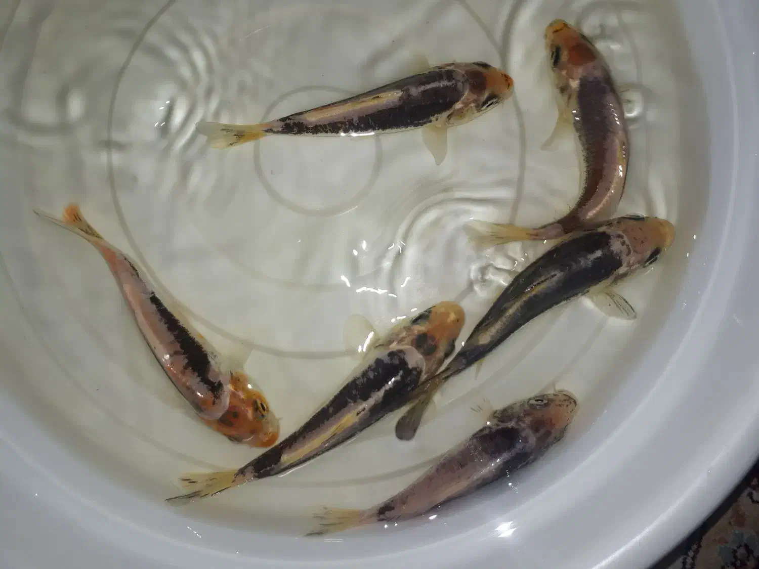 ماهی کوی|ماهی|اصفهان, برازنده|دیوار