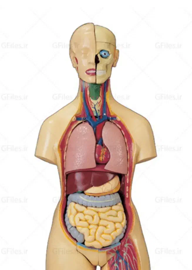 تدریس خصوصی آناتومی|خدمات آموزشی|شهرکرد, |دیوار