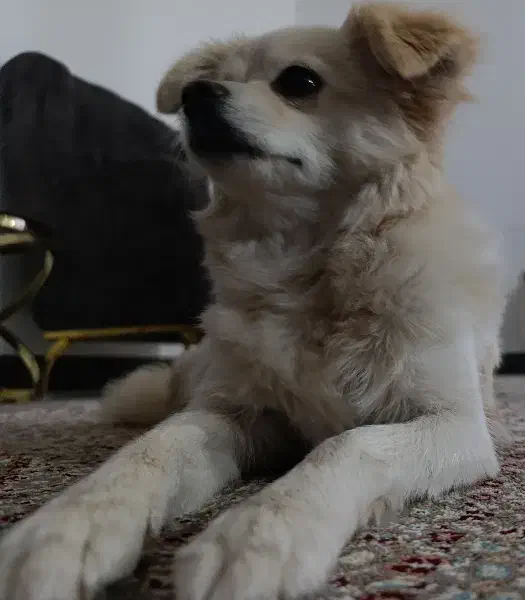 سگ پامر ( روباهی)|سگ|کوهدشت, |دیوار