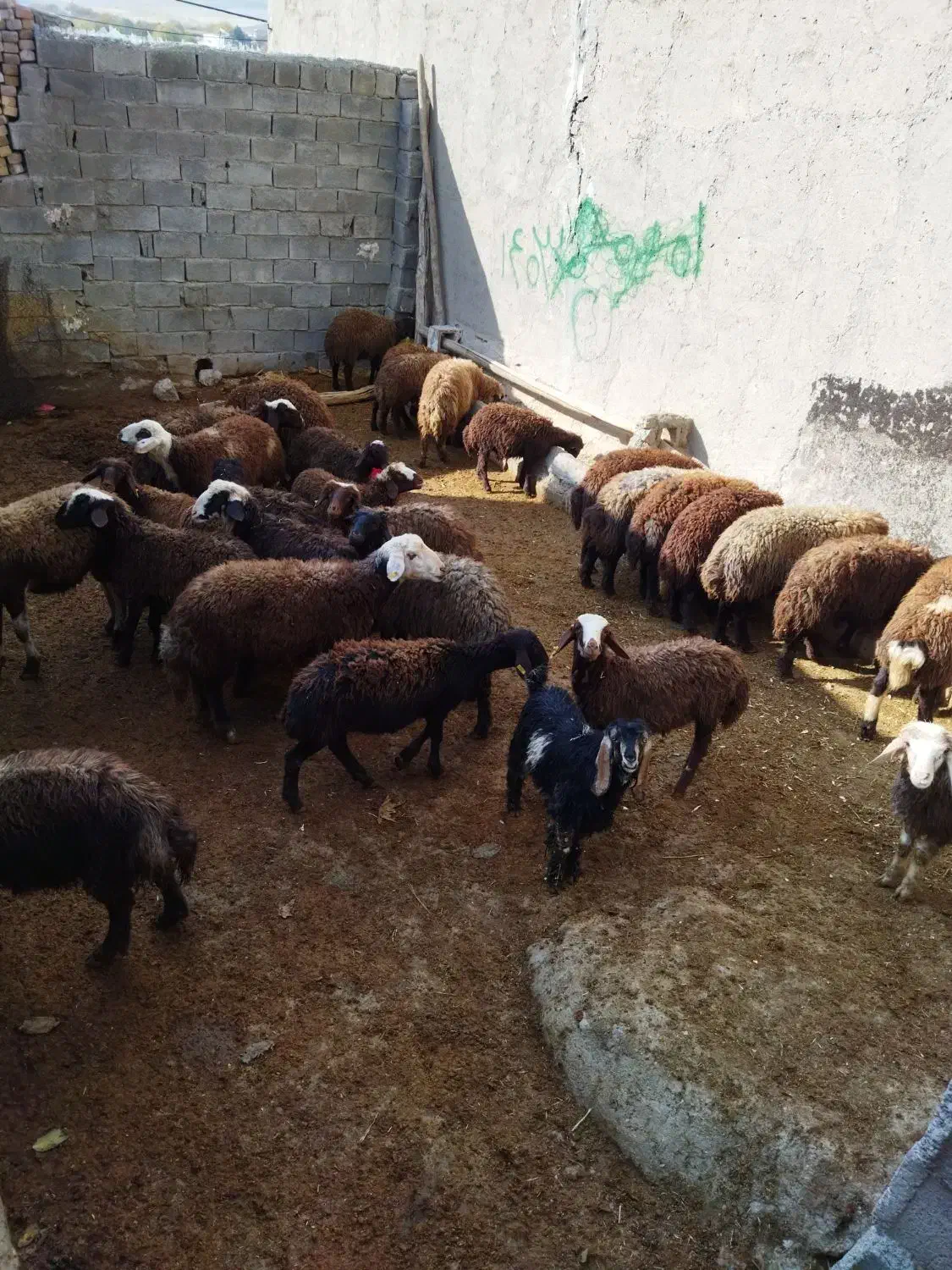 ۴۰عددبره نر چندتاماده داخلشونه|حیوانات مزرعه|زاغه, |دیوار