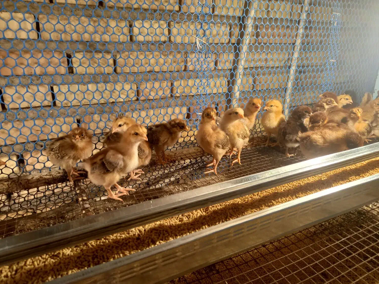 جوجه محلی گلپایگان|حیوانات مزرعه|گنبد کاووس, |دیوار