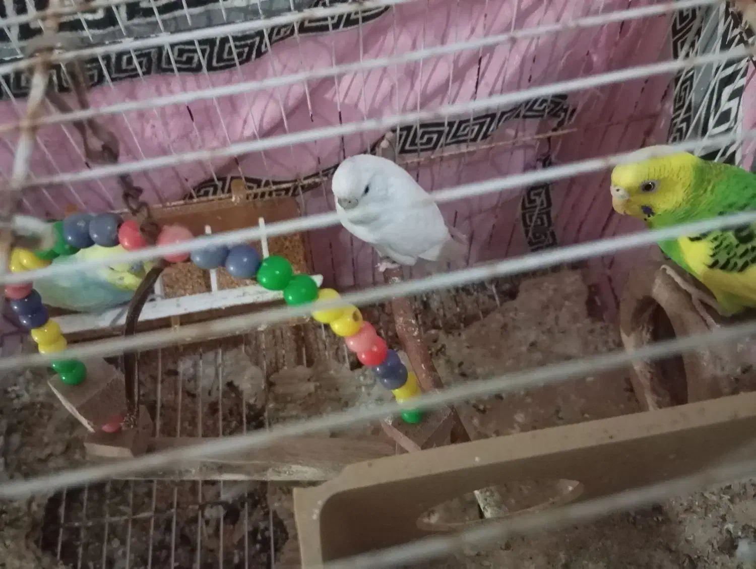 مرغ  عشق|پرنده|گرگان, |دیوار