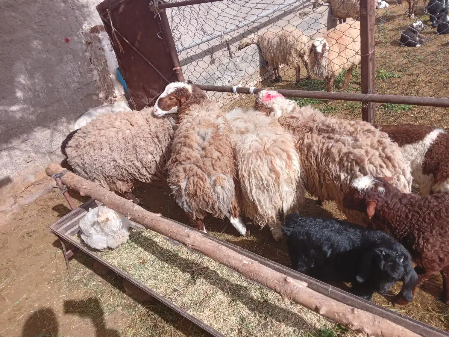 بره نر|حیوانات مزرعه|مود, |دیوار