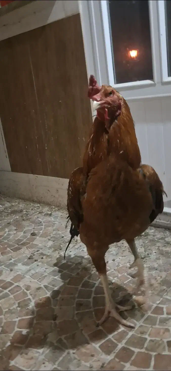 خروس لاری اصیل|حیوانات مزرعه|قائم‌شهر, |دیوار