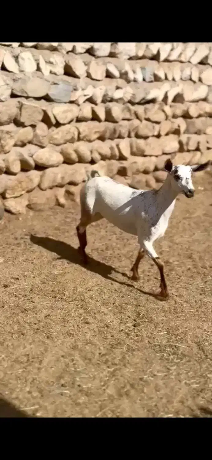 عربی اصلی|حیوانات مزرعه|کرمان, |دیوار