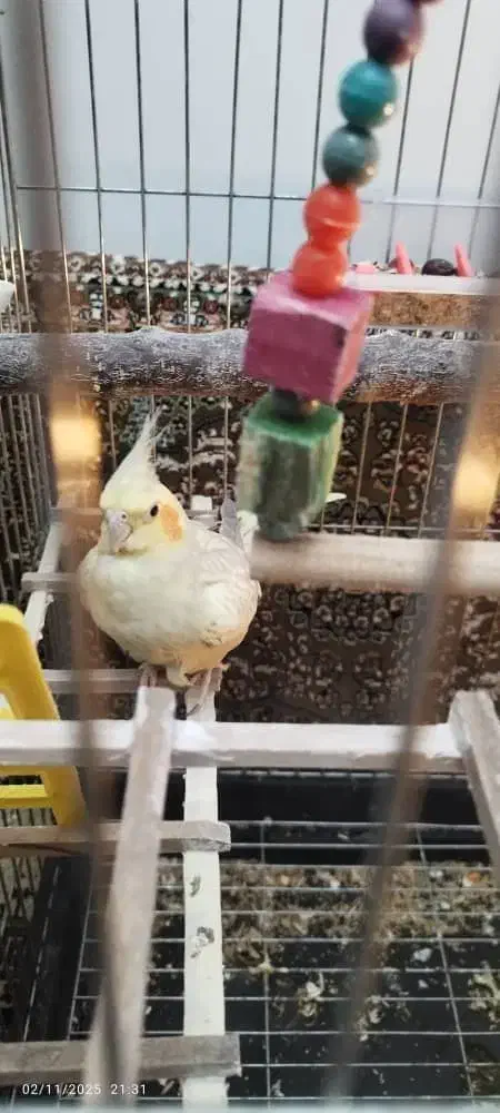 عروس هلندی|پرنده|سنندج, |دیوار