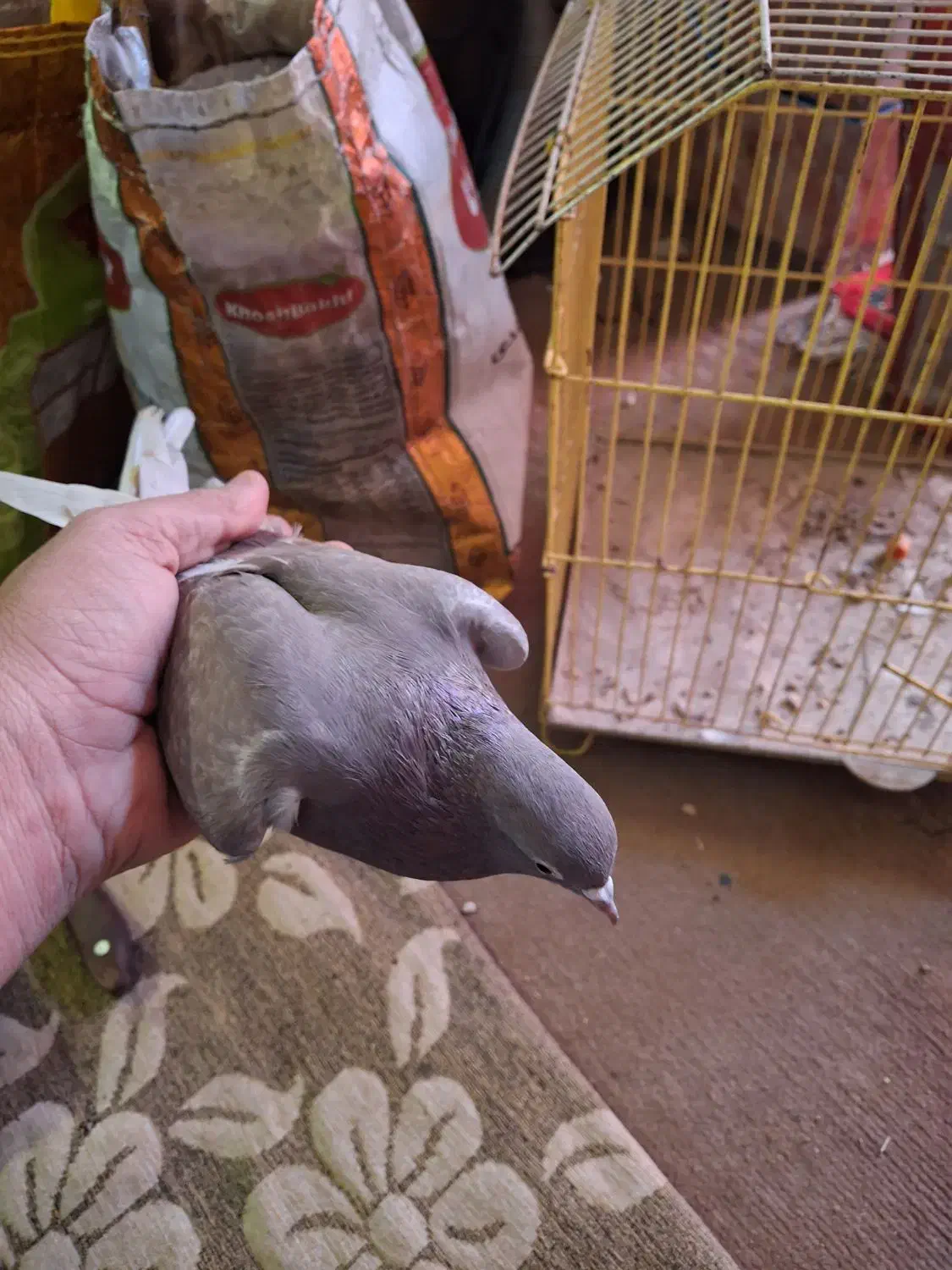 کبوتر|پرنده|خرمشهر, |دیوار