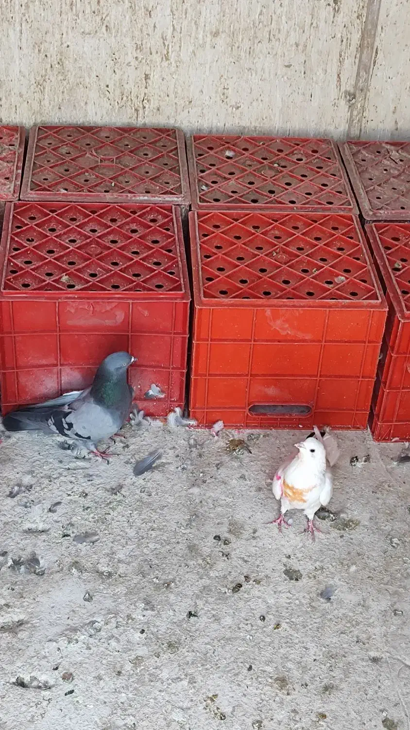 سبد شیری و ماستی|ظروف نگهدارنده، پلاستیکی، یکبارمصرف|ورامین, ورامین|دیوار