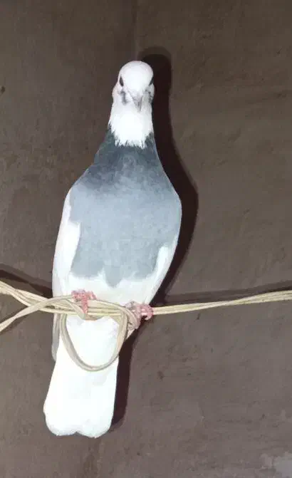 طوق سبز نر|پرنده|شیراز, محمدیه|دیوار