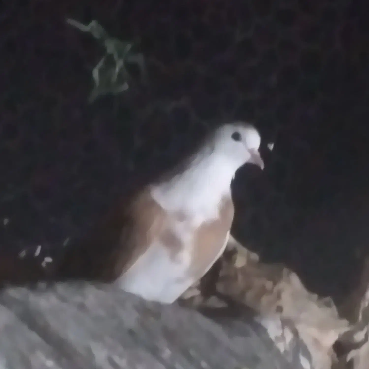 کبوتر|پرنده|نیشابور, دهنو|دیوار