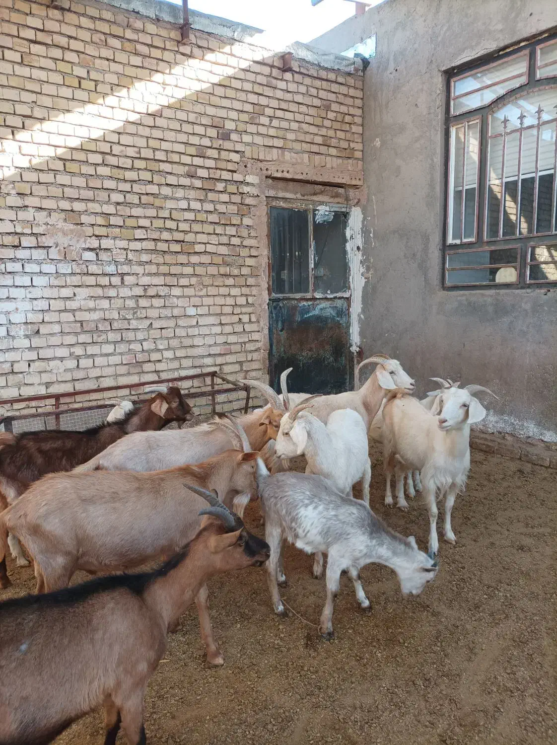 بزسانن اصلی|حیوانات مزرعه|جلگه رخ, |دیوار