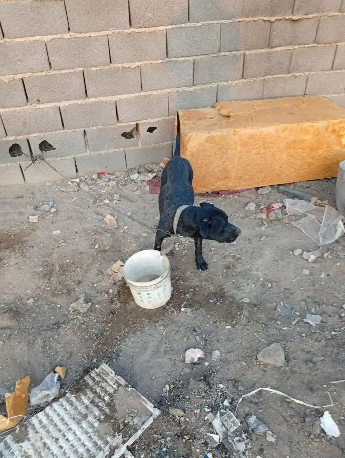 سگ پیتبول نر|سگ|اصفهان, قهجاورستان|دیوار