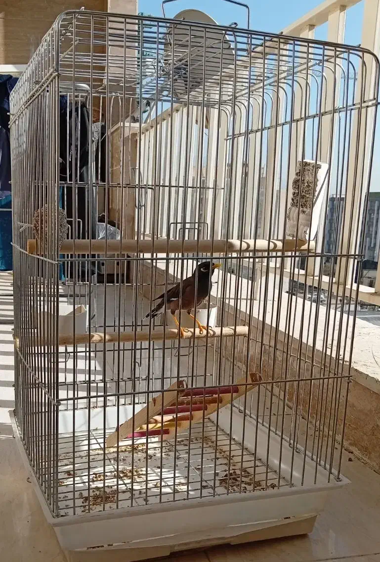 مرغ مینا نر 7 ماهه پستی|پرنده|کرج, باغستان|دیوار