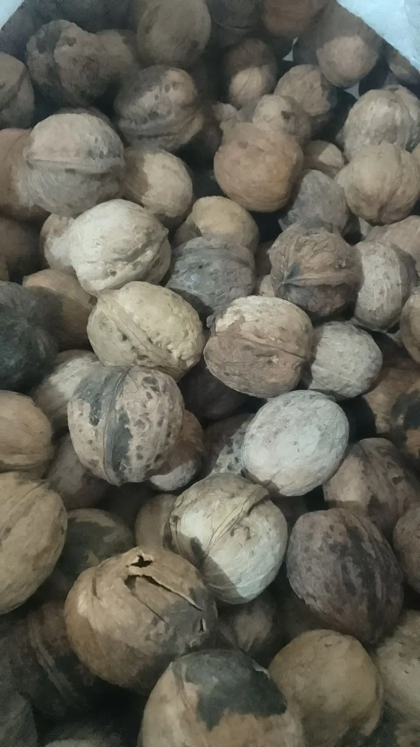 گردو|خوردنی و آشامیدنی|کرمان, |دیوار