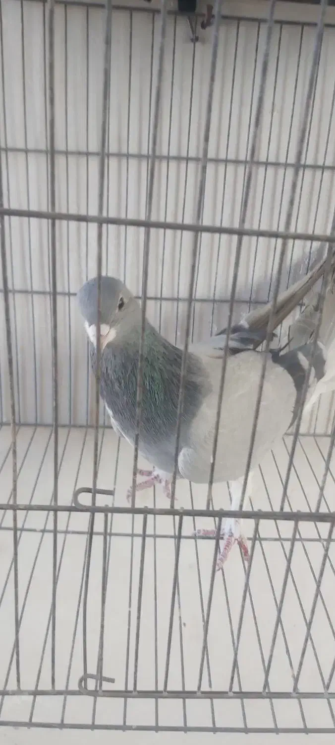 نرخرقه|پرنده|شاهین‌شهر, گزبرخوار|دیوار