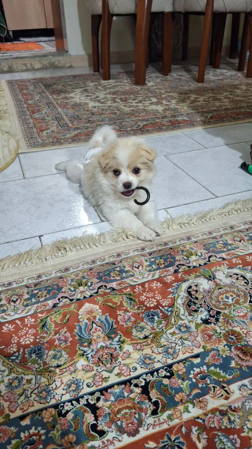 توله سگ بازیگوش|سگ|تهران, ابوذر|دیوار