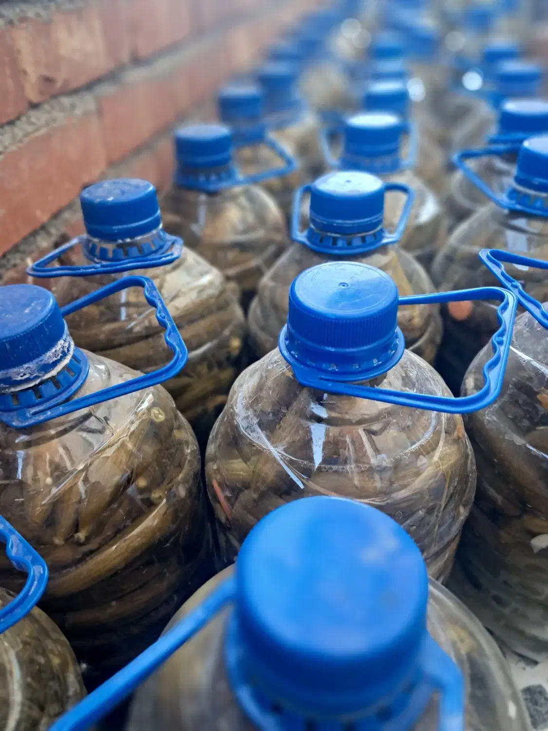 فروش خیارشور ترد وخوشمزه تازه|خوردنی و آشامیدنی|بانه, |دیوار