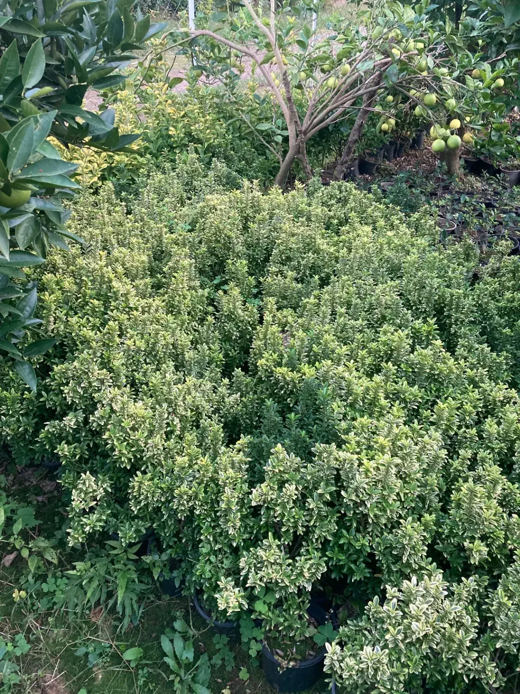 شمشاد سوزنی نعنایی و طلایی|گل و گیاه طبیعی|واجارگاه, |دیوار