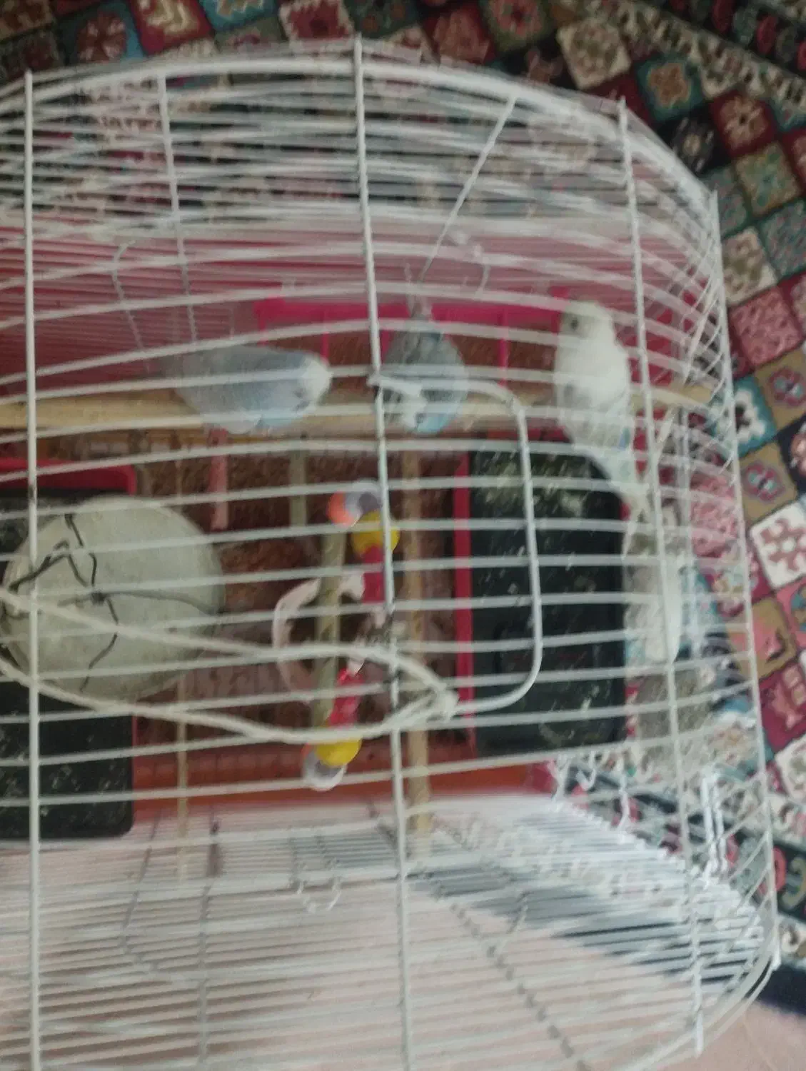 4تاپرنده روتخمم هستن قیمت توافقی|پرنده|کرمانشاه, |دیوار