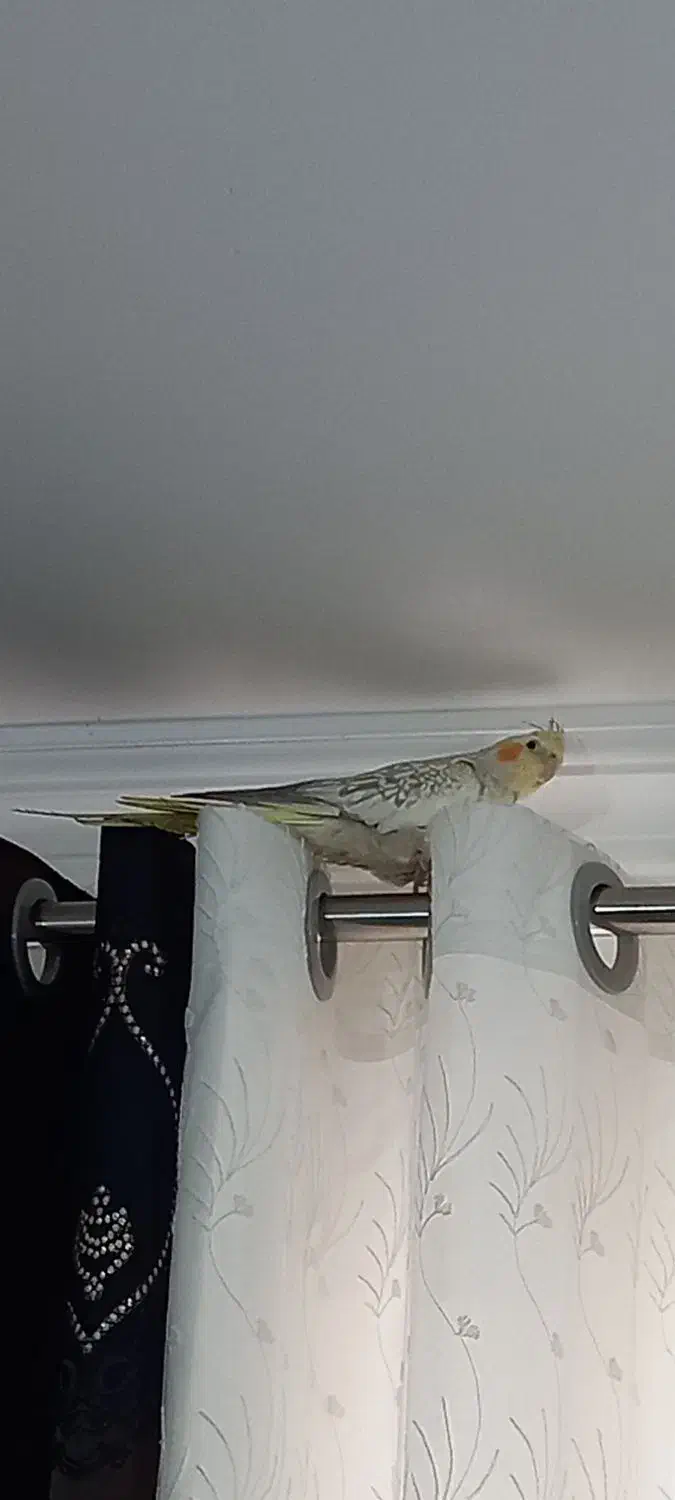 فروشِ عروس هلندی نر|پرنده|تنکابن, |دیوار