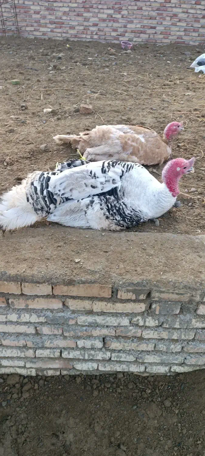 بوقلمون محلی|حیوانات مزرعه|گرمی, |دیوار