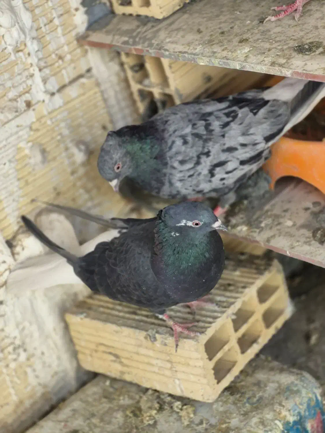 کبوتر طوقی و دم پاک سفید|پرنده|شاهین‌شهر, حافظ جنوبی|دیوار