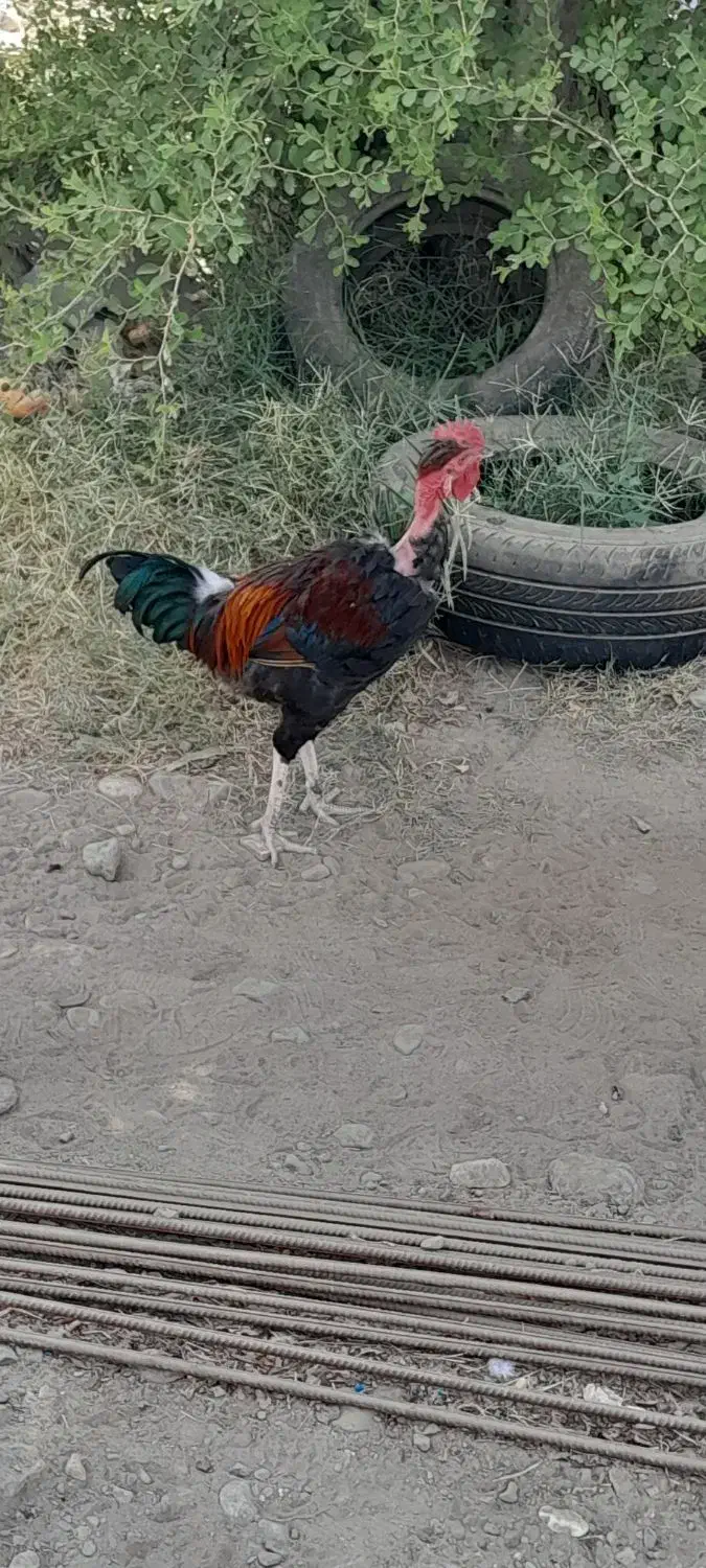 خروس|حیوانات مزرعه|اسماعیلی, |دیوار