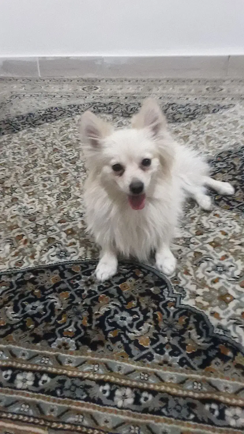 سگ پامر روباهی|سگ|چهاردانگه (تهران), |دیوار