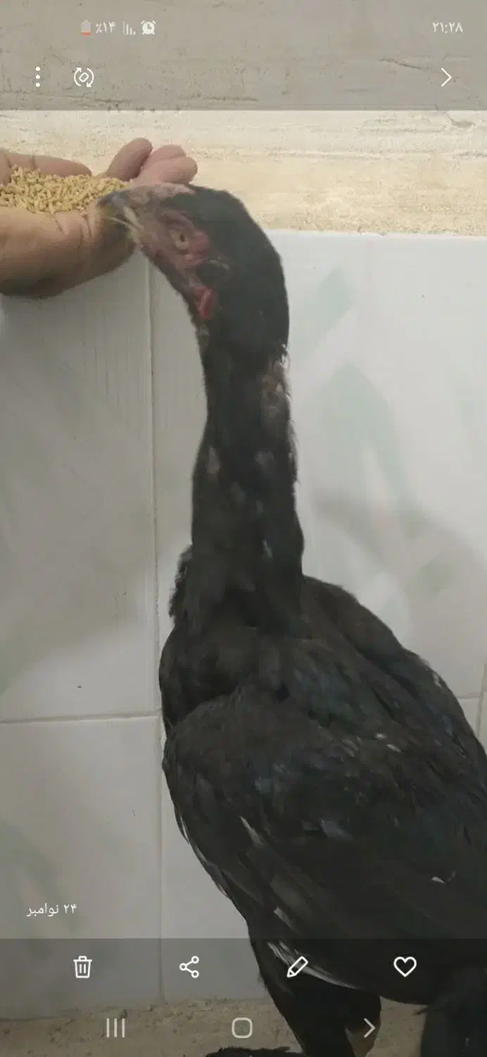 با سلام دو تا جوجه یکی نوچه ویکی خروس اصل لاری|حیوانات مزرعه|زهک, |دیوار