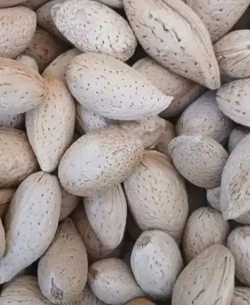 بادام شیرین وتلخ|خوردنی و آشامیدنی|کاشان, ولیعصر|دیوار