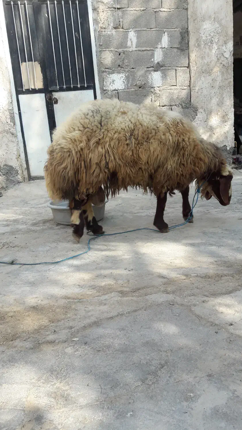 گوسفند نر|حیوانات مزرعه|بندرعباس, |دیوار