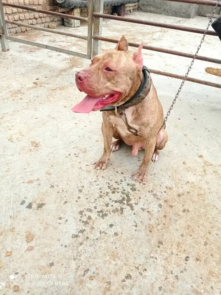 گمشده|حیوانات|گرگان, |دیوار