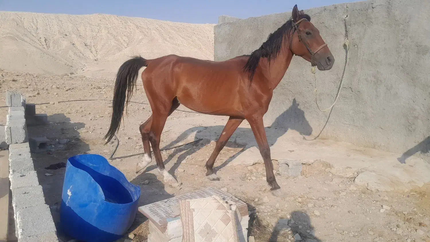 فروش همه نژاد اسب ب قیمت|اسب و تجهیزات اسبسواری|بندرعباس, |دیوار