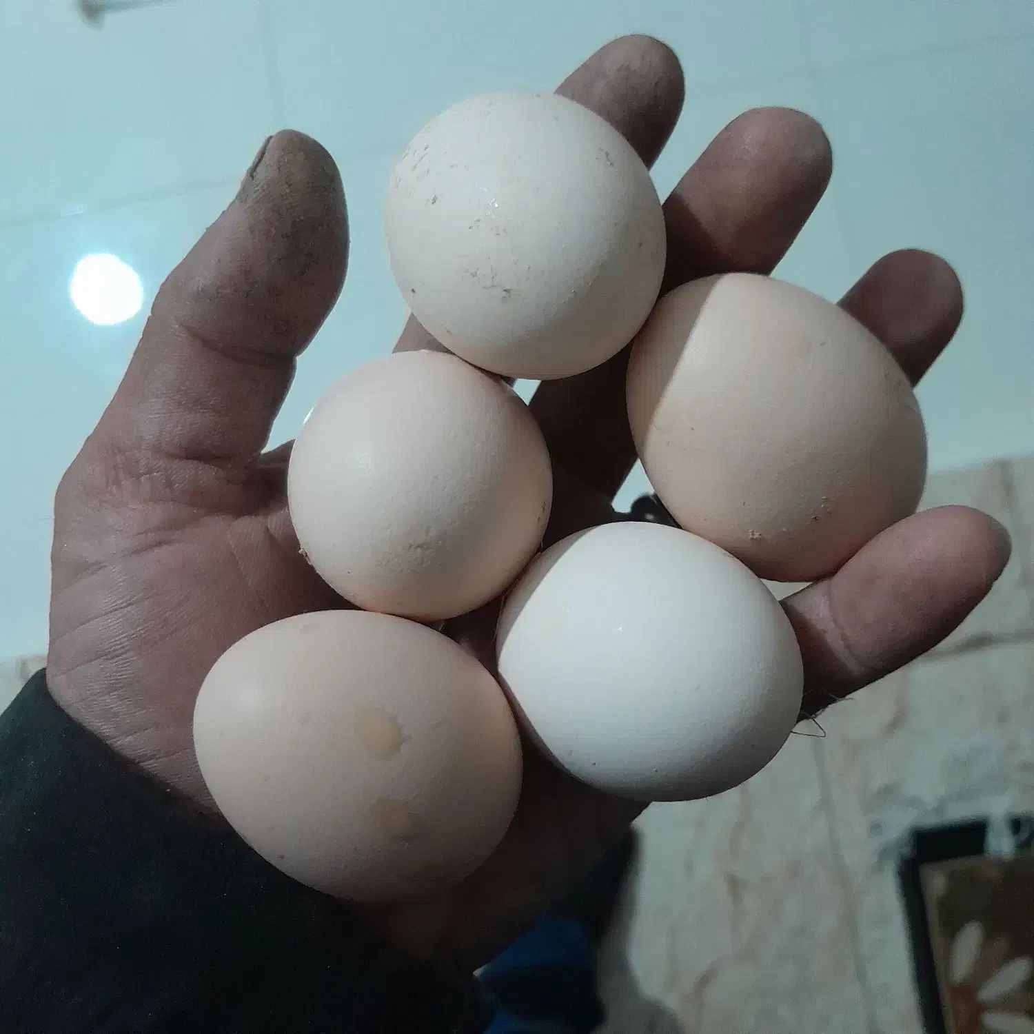 تخم مرغ محلی|خوردنی و آشامیدنی|خان ببین, |دیوار